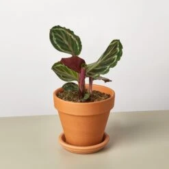 Calathea Roseopicta 'Medallion' 18 Calathea Roseopicta 'Medallion' -House Plant Shop CalatheaMedallion TerraCotta