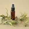 5 Pack Air Plant Variety Pack With Spray Bottle