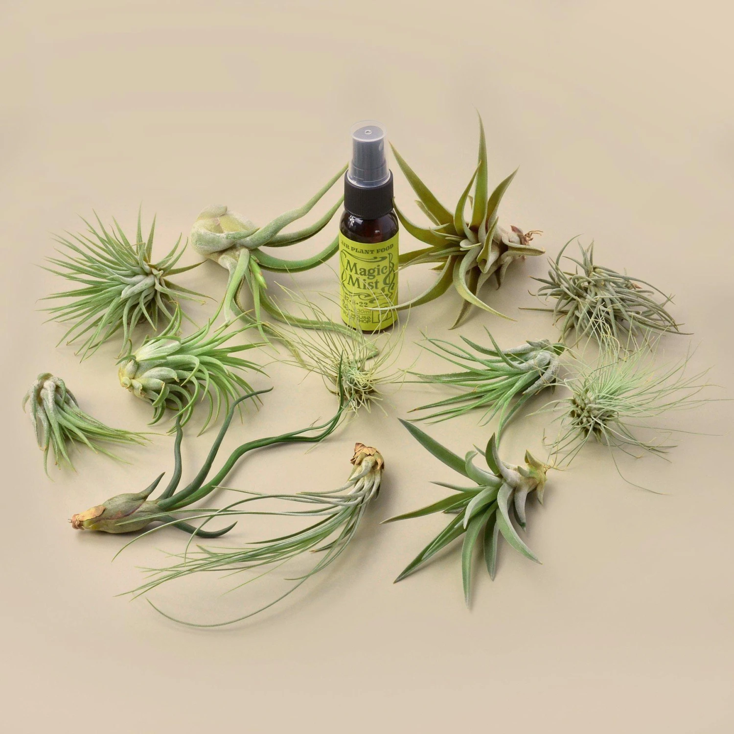 12 Tillandsia Air Plant Variety Pack With Spray Bottle 2 12 Tillandsia Air Plant Variety Pack With Spray Bottle - Image 2