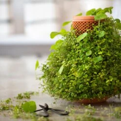 Tevaplanter : Self Watering Planter -House Plant Shop DSC 5763 b7771c9a 268e 48c8 aa81 cbd89242e16b