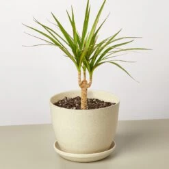 Dracaena 'Marginata Cane' 12 Dracaena 'Marginata Cane' -House Plant Shop DracaenaMarginataCane FiberPot
