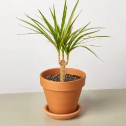 Dracaena 'Marginata Cane' 13 Dracaena 'Marginata Cane' -House Plant Shop DracaenaMarginataCane TerraCotta