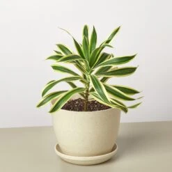 Dracaena Song Of India -House Plant Shop DracaenaSongofIndia FiberPot