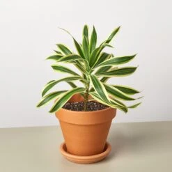 Dracaena Song Of India -House Plant Shop DracaenaSongofIndia TerraCotta