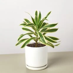 Dracaena Song Of India -House Plant Shop DracaenaSongofIndia WhiteRound