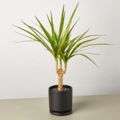 Dracaena 'Marginata Cane' 10 Dracaena 'Marginata Cane' -House Plant Shop Dracaena Marginata Cane black round