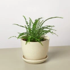 Lemon Button Fern -House Plant Shop FernLemonButton FiberPot