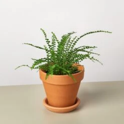 Lemon Button Fern -House Plant Shop FernLemonButton TerraCotta