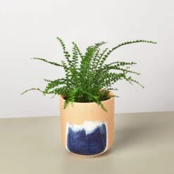 Lemon Button Fern -House Plant Shop Fern Lemon Button Huey