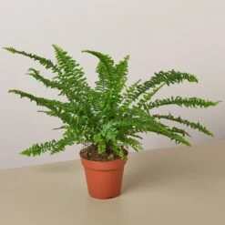 Jester's Crown Fern 18 Jester's Crown Fern -House Plant Shop HPS standard plant Arianes Fern
