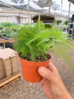 Fern 'Asparagus' -House Plant Shop IMG 3235
