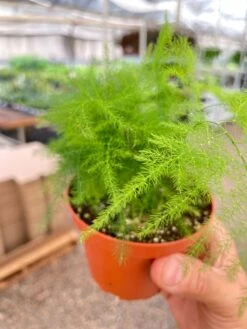 Fern 'Asparagus' -House Plant Shop IMG 3236