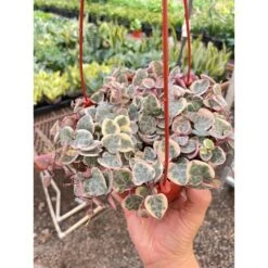String Of Hearts Variegated -House Plant Shop IMG 3377