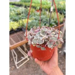 String Of Hearts Variegated -House Plant Shop IMG 3378