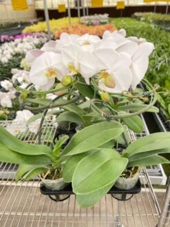 Orchid 'White Phalaenopsis' -House Plant Shop IMG 3431