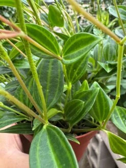 Peperomia 'Angulata' -House Plant Shop IMG 3601