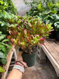 Succulent Crassula 'Jade' -House Plant Shop IMG 3661