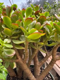 Succulent Crassula 'Jade' -House Plant Shop IMG 3662