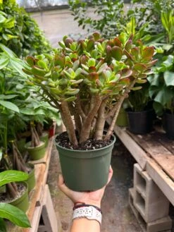 Succulent Crassula 'Jade' -House Plant Shop IMG 3664