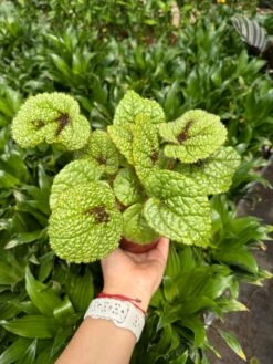 Begonia 'Iron Cross' -House Plant Shop IMG 3766