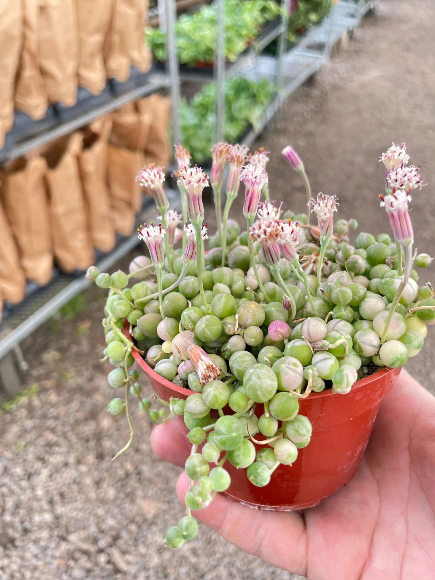 Succulent 'String Of Pearls' Variegated 5 Succulent 'String Of Pearls' Variegated - Image 5