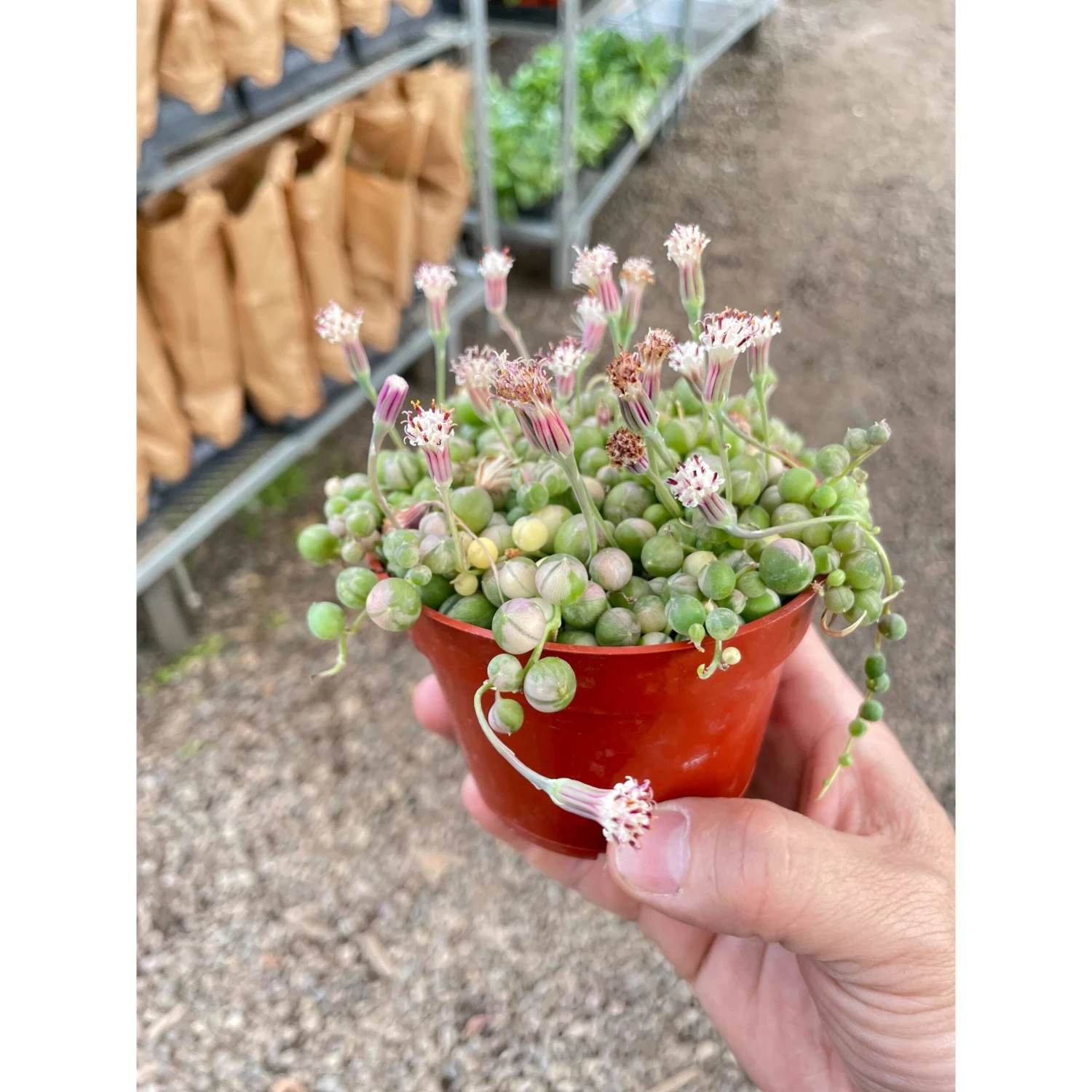 Succulent 'String Of Pearls' Variegated 3 Succulent 'String Of Pearls' Variegated - Image 3