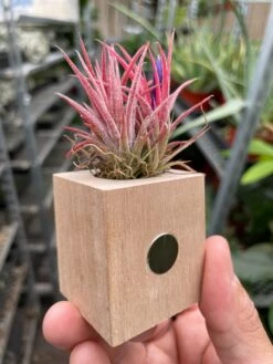 Tillandsia Air Plant Ionantha In Magnetic Wood Planter -House Plant Shop IMG 6881