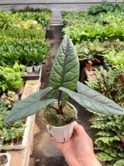Alocasia 'Scalprum' 5 Alocasia 'Scalprum' -House Plant Shop IMG 6955 da792308 9427 476e b4b4 7e6b99ac24a0