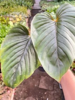 Philodendron 'Serpens' -House Plant Shop IMG 7219