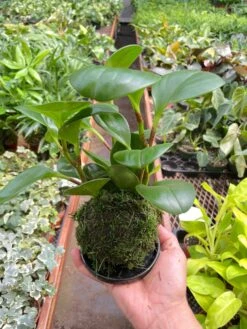 Peperomia Thailand Kokedama -House Plant Shop IMG 7279 b25f3932 617d 420c 91c3 2546ac6899b4