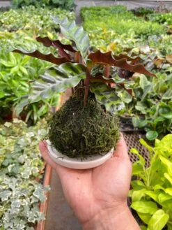 Calathea Rattlesnake Kokedama -House Plant Shop IMG 7287 a76163a7 197c 4c2b bc96 393d6de1bbd1