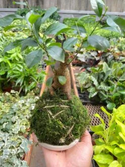 Ficus Ginseng Kokedama -House Plant Shop IMG 7288
