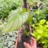 Philodendron 'Mamei'