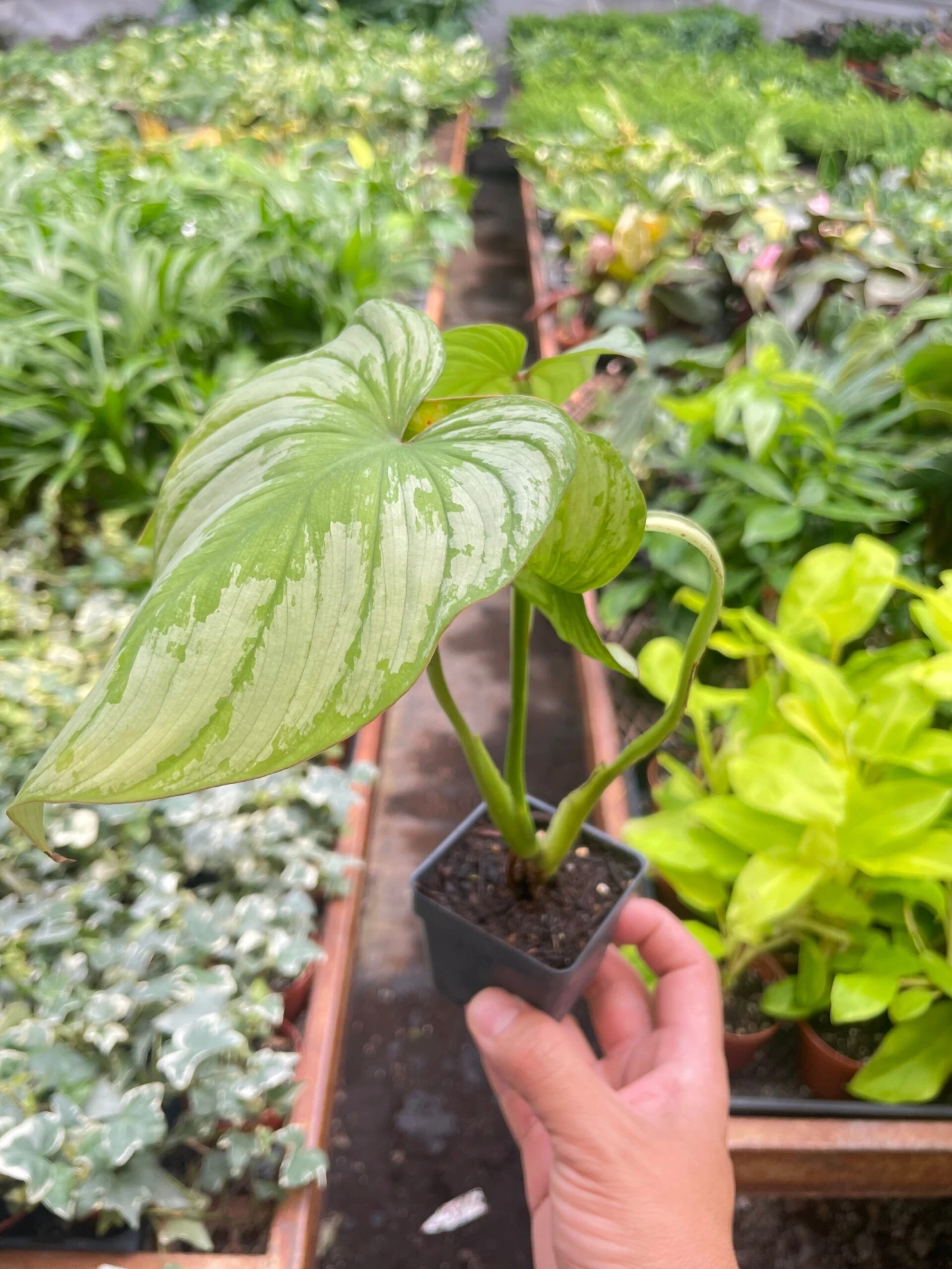 Philodendron 'Mamei' 1 Philodendron 'Mamei'