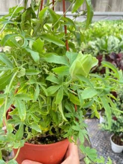 Passion Flower (Maracuya, Granadilla) -House Plant Shop IMG 7398