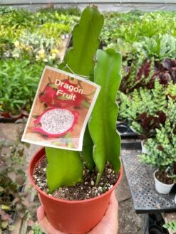 Dragon Fruit (Pitaya) -House Plant Shop IMG 7400