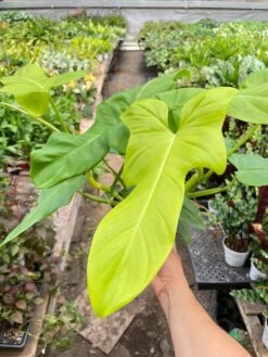 Philodendron 'Golden Dragon' -House Plant Shop IMG 7403