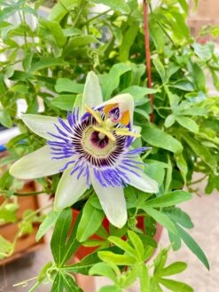 Passion Flower (Maracuya, Granadilla) -House Plant Shop IMG 7427