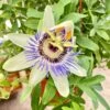 Passion Flower (Maracuya, Granadilla)