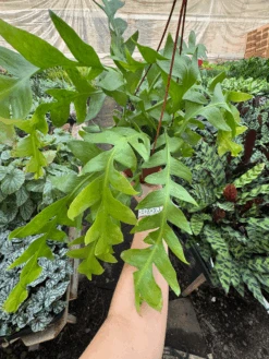 Shark Tooth Orchid Cactus 5 Shark Tooth Orchid Cactus -House Plant Shop IMG 7971 2