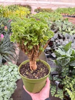 Aralia Ming Gold Mini Bonsai -House Plant Shop IMG 8123