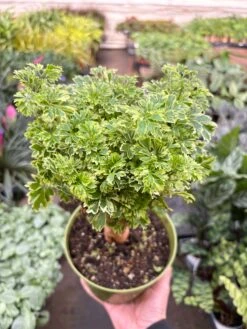 Aralia Ming Gold Mini Bonsai -House Plant Shop IMG 8124