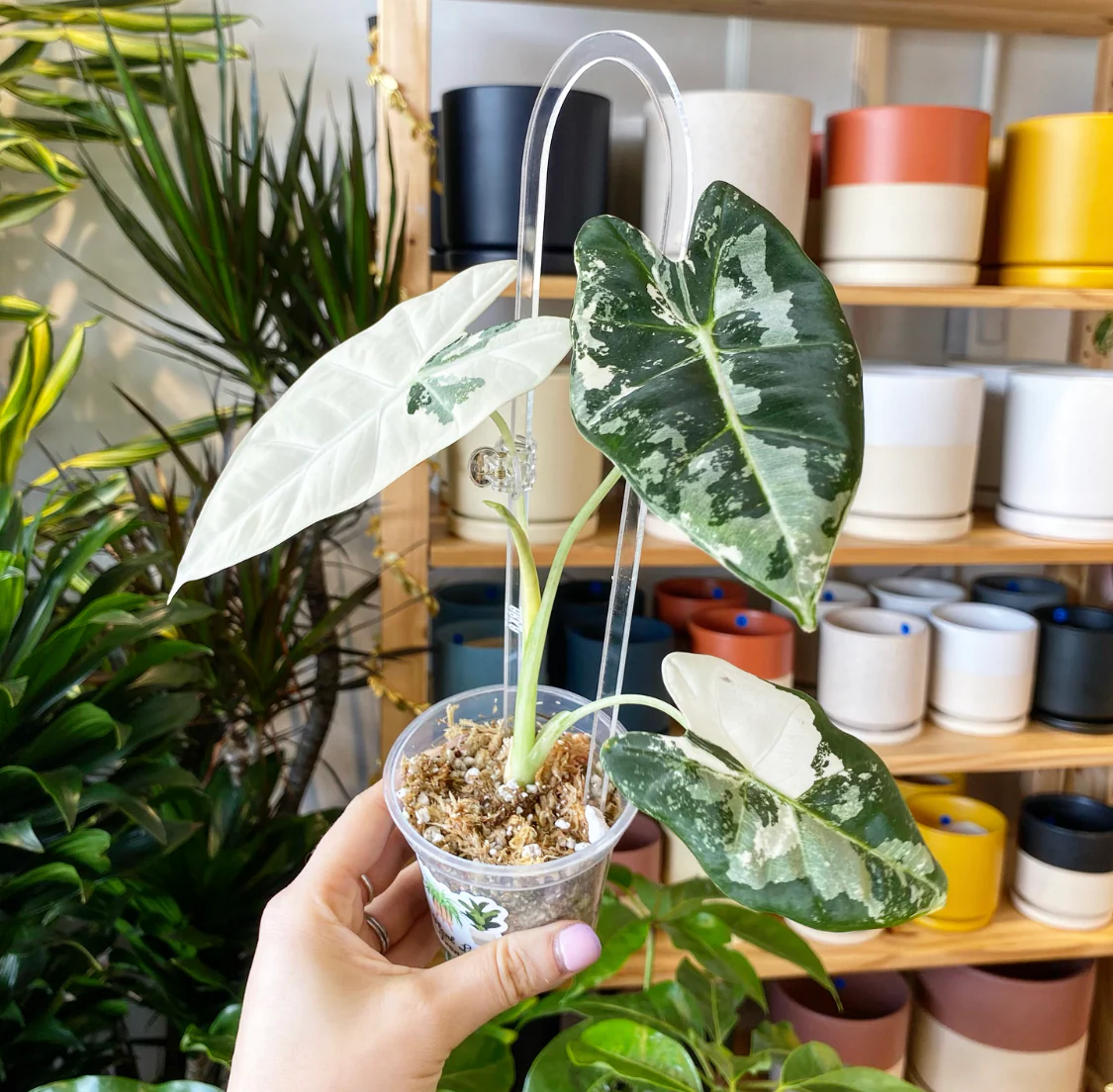 House Plant Shop -House Plant Shop IMG 8258