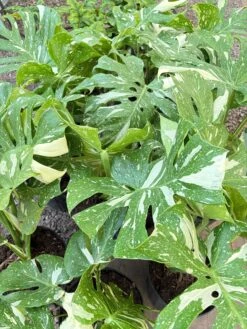 Monstera 'Thai Constellation' -House Plant Shop IMG 9266