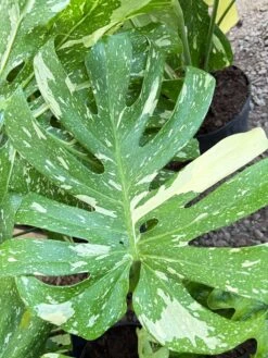 Monstera 'Thai Constellation' -House Plant Shop IMG 9268