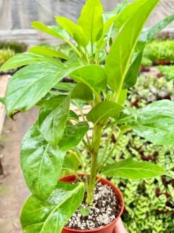 Schefflera Actinophylla -House Plant Shop IMG 9592