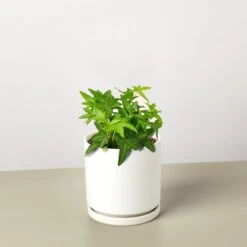 English Ivy 'Green California' -House Plant Shop IvyGreen blackround