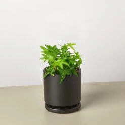 English Ivy 'Green California' -House Plant Shop Ivy Green black round
