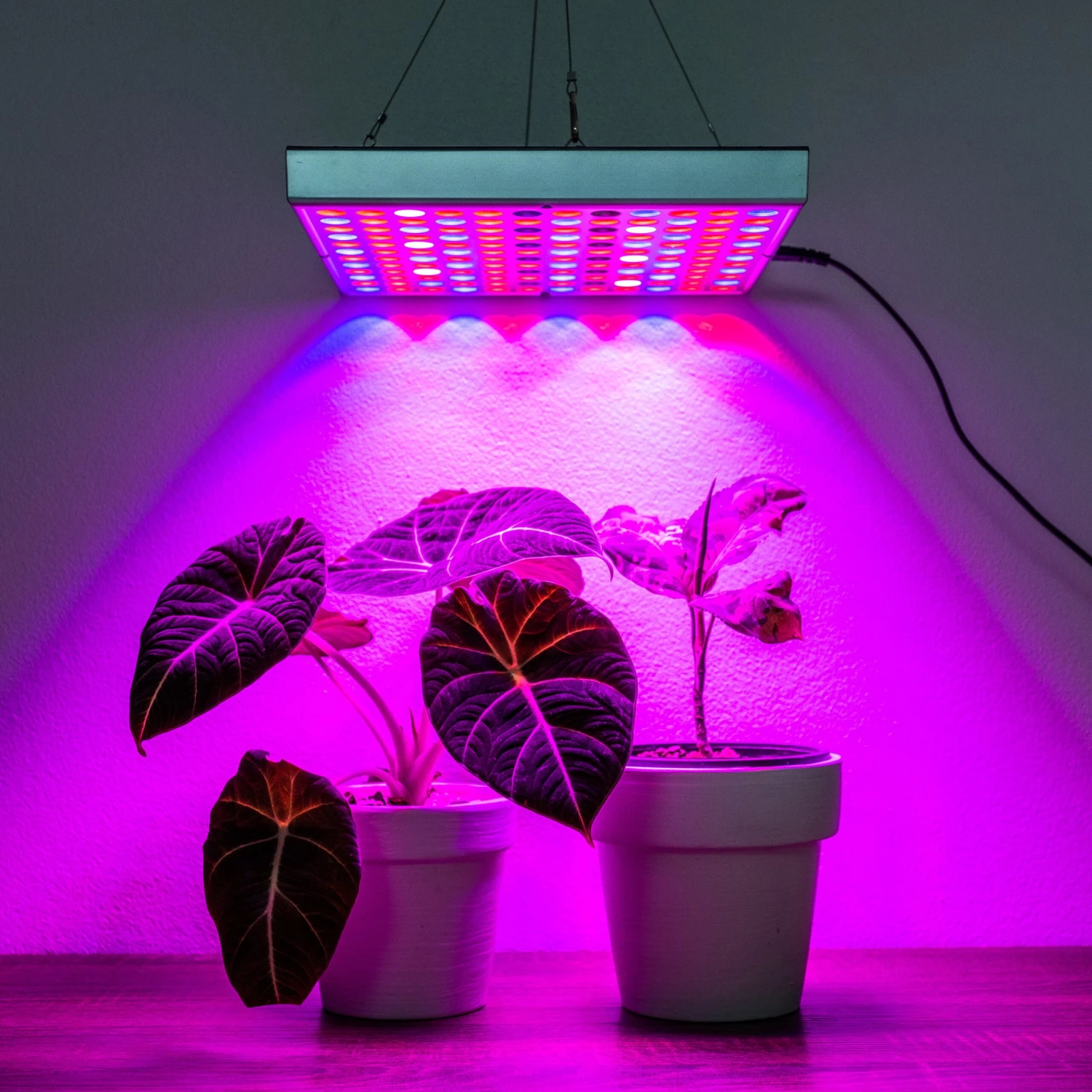 Brite Labs - Gaze Grow Light 10 Brite Labs - Gaze Grow Light - Image 10
