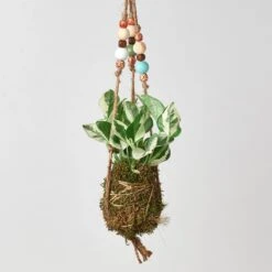 Bead Kokedama Moss Ball Hanging Plant -House Plant Shop Kokedamamossball njoy withbeads